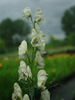 Aconitum napellus 'Album'